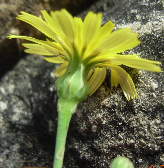 Reichardia picroides / Grattalingua comune - Caccialepre